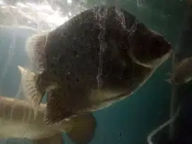 Ikan brackish sudah air tawar