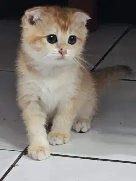 Kitten BSH Golden