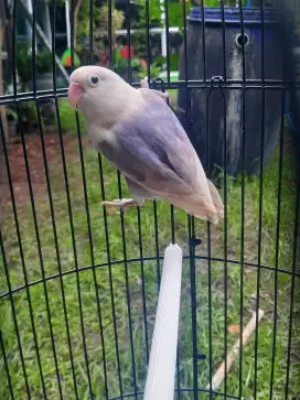 Lovebird cantik warna bagus Bio Pastel Vio