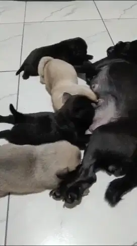 pupies Pug (jantan)