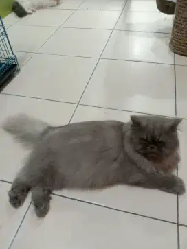 Lepas adopsi kucing mix Persia abu abu