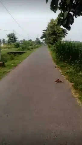 Dijual tanah pertanian padi / tebu nol jalan aspal Gudo, Jombang