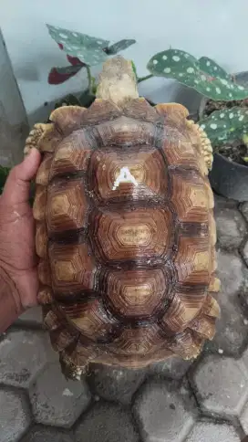 Sulcata uk 26-27