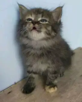 Kucing Kiten Jantan Dan Betina 2bln Murah