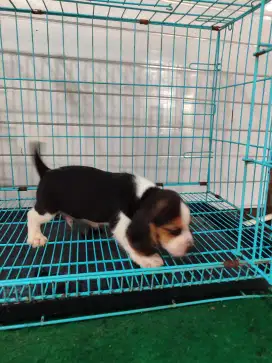 beagle stb vaksin