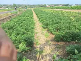 DIJUAL TANAH SAWAH