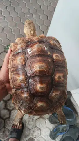 Sulcata ukuran 27 cm