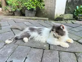 Persia Peaknose jantan