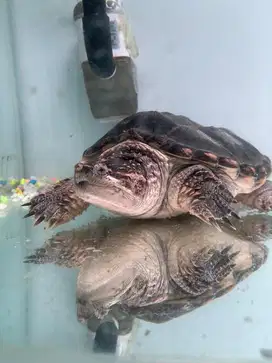 Common snapping turtle CST