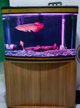 Arwana Super Red 40 cm up full set semua