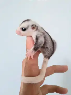 Sugar glider mozaic