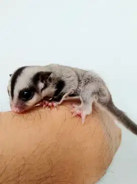 Sugar glider clasic grey