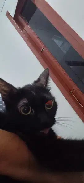 Hibah kucing gratis
