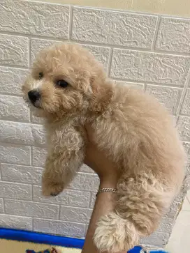 Tiny apricot poodle