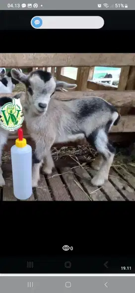 Satwah hias minii pygmi goat fullblood / turunan import