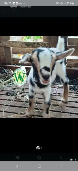 Kambing hias mini pygmi goat