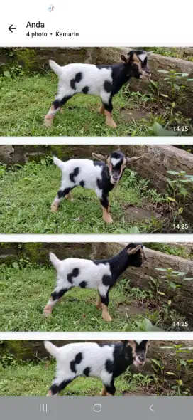 Kambing hias minii pygmi goat pure/fullblood