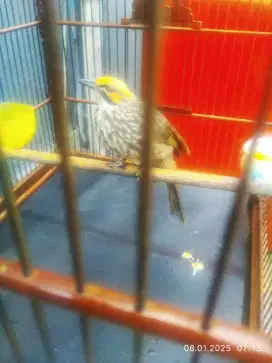Burung cucak rowo