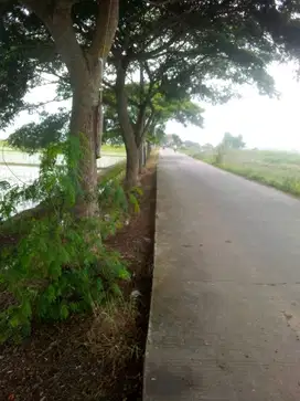 Tanah sawah subur pinggir jln cor sukasari pantura subang