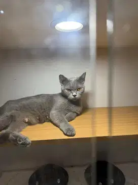 Kucing British shorthair Betina 2thn Bloodline Bsh solid blue