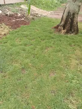 Jual rumput Jepang