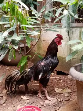 Ayam Bangkok sepasang bodi gede