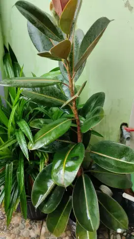 Pohon Karet Kebo tinggi 120 cm