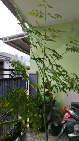 Pohon kelor tinggi 180 cm