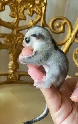 Sugar glider whiteface