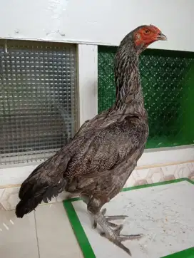 Ayam btina Mangon trah bulbi body bsar