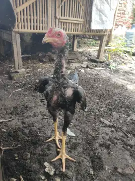 ayam jago muda Bangkok mangon