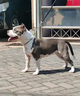 Indukan american bully pocket size