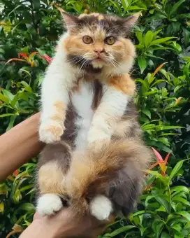 KUCING PERSIA MEDIUM BETINA 5 BULAN CALICO