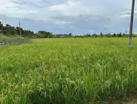 Dijual tanah sawah