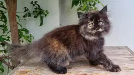 KUCING PERSIA MEDIUM BETINA 2 BULAN BLACK TORTIE