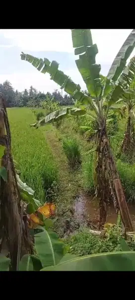 Sawah murah luas 667 M², harga 350rb/m