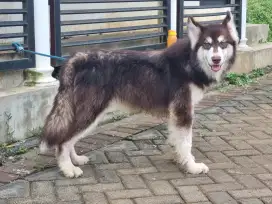 Anjing Alaskan Malamute Keturunan Thailand & Polandia