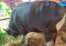 sapi bali 500kiloan siap sapi qurban premium timbang real jamin manteb