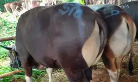 sapi bali 500kiloan siap sapi qurban 2025 jamin manteb timbang real ok