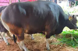 sapi bali 500kiloan siap sapi qurban premium 2025 rawatan kandang puas