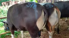 sapi bali 500kiloan timbang real hidup2 siap sapi qurban 2025 jamin ok