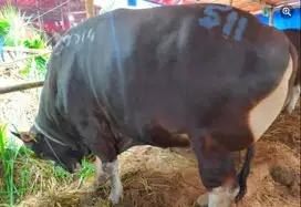 sapi bali 500kiloan siap sapi qurban 2025 kelas premium jamin manteb