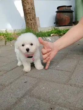 Bichon Frise female size tiny