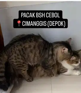 pacak kucing munchkin bsh