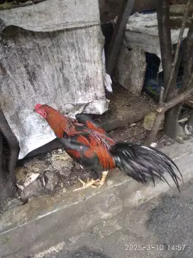 Jual ayam bangkok