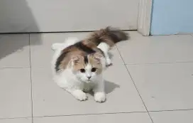 Jual kucing betina usia 8 bln