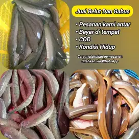 Tersedia ikan gabus COD