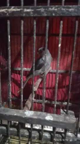 burung srigunting abu