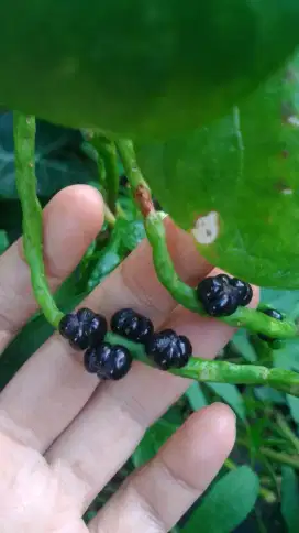 Buah Angkung Fresh Petik