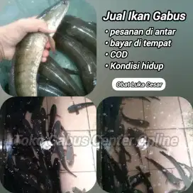 Ikan langka gabus konsumsi